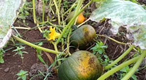 Ants on Pumpkin Plant