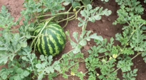 Are Watermelon Plants Prickly