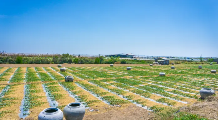 Can Watermelon Grow in Connecticut