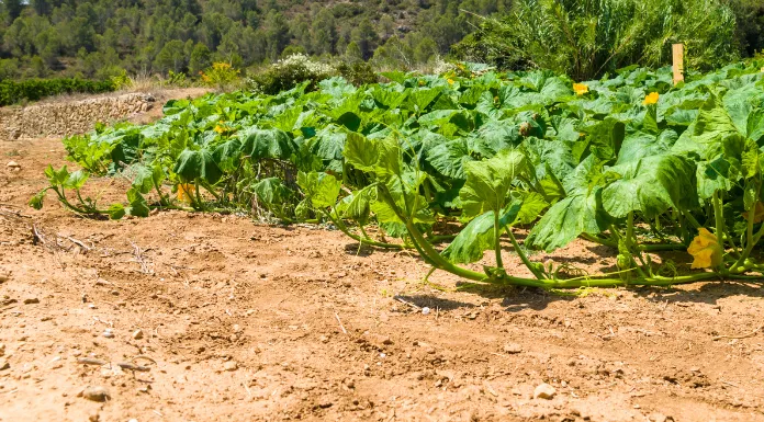 Can a Pumpkin Plant Survive Without Leaves