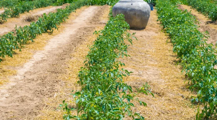 Can watermelon grow in California