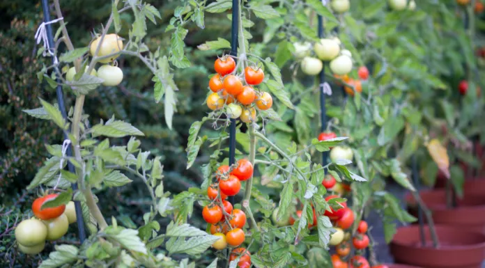 Do Tomato Plants Have White Flowers