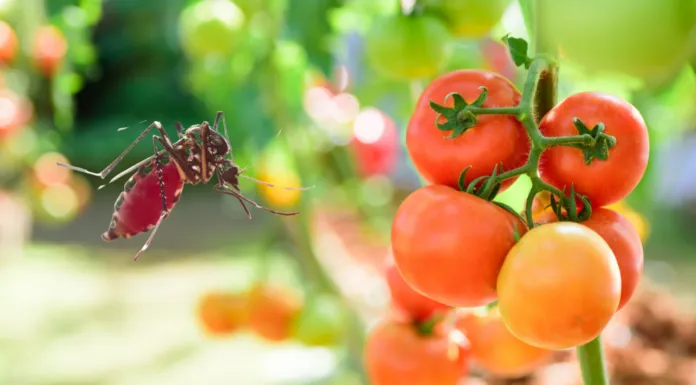 Do Tomato Plants Keep Mosquitoes Away