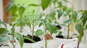 Do Tomatoes Plants Smell Like Mint