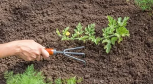 Growing Watermelon With Corn