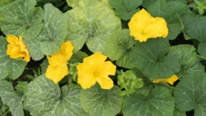 Identify Pumpkin Leaves