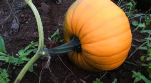 Is Pumpkin Plant A Climber