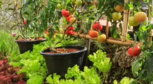 Is Tomato Plant A Creeper Or Climber