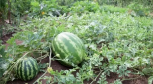 Is Watermelon Plant A Creeper