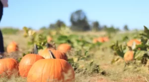 Pumpkin Plants Grow Horizontally