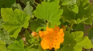 Reasons Flowers Are Falling Off the Pumpkin Plant