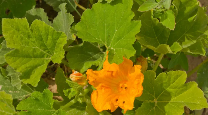 Reasons Flowers Are Falling Off the Pumpkin Plant