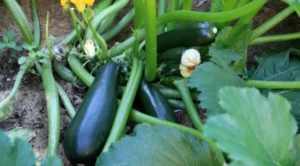 Will Zucchini Turn Brown When Cut