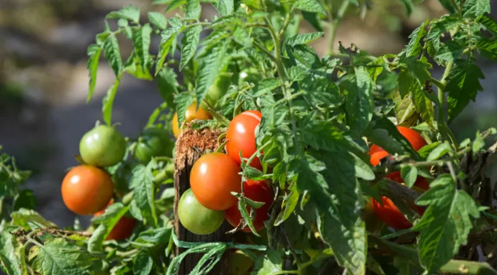 are tomato plants evergreen