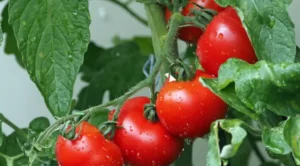 do tomato plants have gender