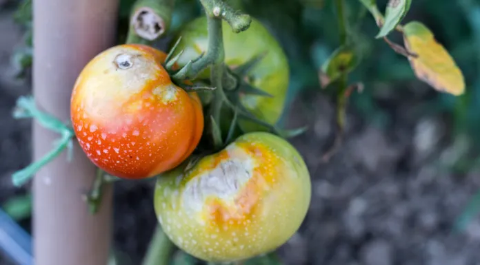 japanese beetles eating tomato plants