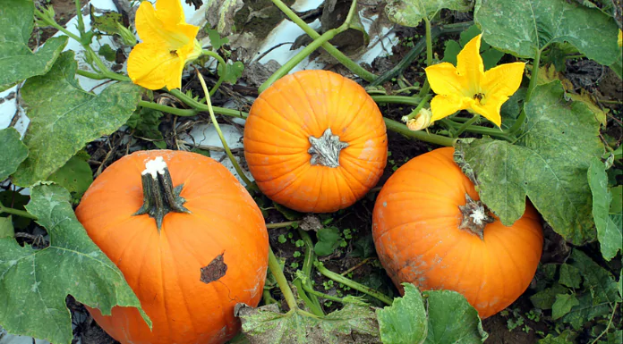 pumpkin plant parts edible