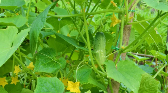 Can A Cucumber Plant Have All Female Flowers