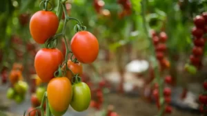 How Do I Stop My Tomato Plant From Growing Out Of Control?