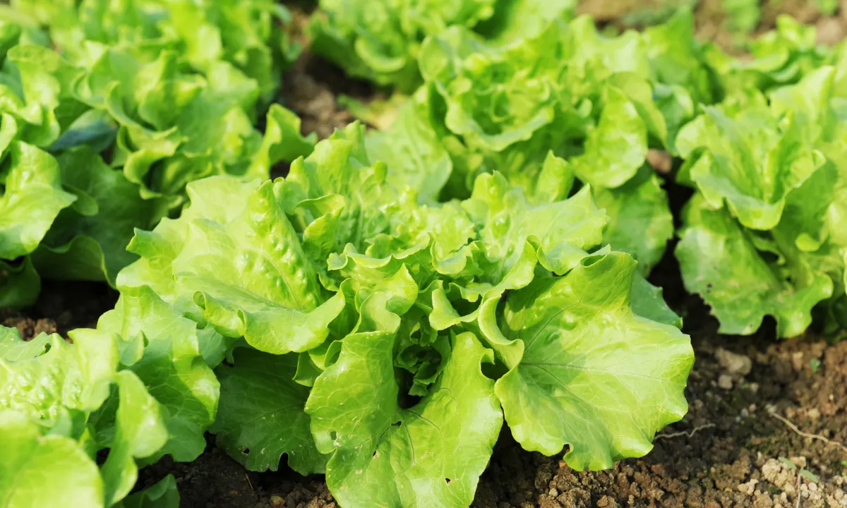 How Long Do Lettuce Plants Live