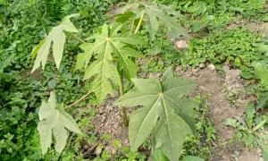 How Long Do Papaya Seeds Take To Germinate