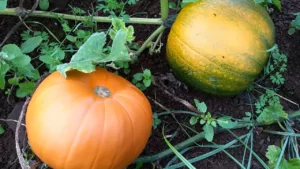 Pumpkin Leaves Are Curling