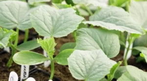 Squash Plants Have White Spots