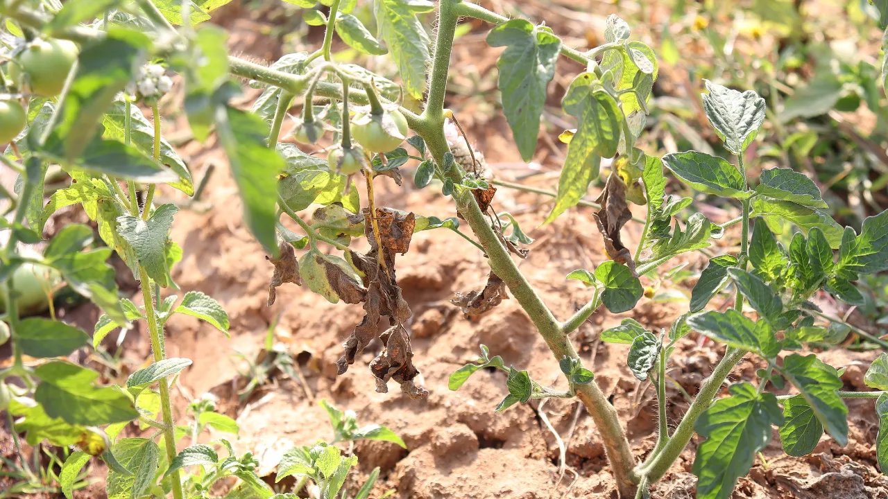 Tomato Plants Dying