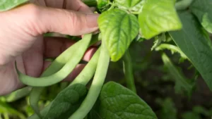 What To Do With Bean Plants At End of Season