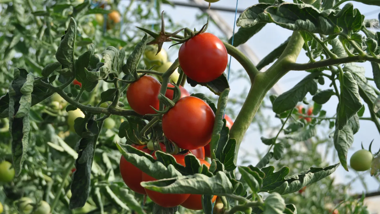 Tomato Plants Leaves Are Curling