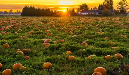 Why are my Pumpkin Fruits Dying