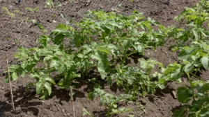 potato plants life cycle