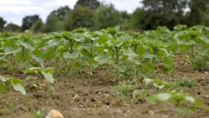 why-are-your-potato-plants-so-tall