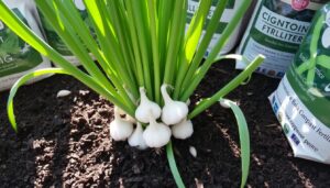 Best Fertilizer for Garlic Plants