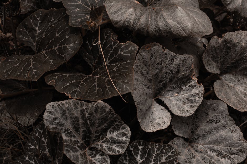 Image showing wilting and discolored potato plant leaves affected by potato blight.