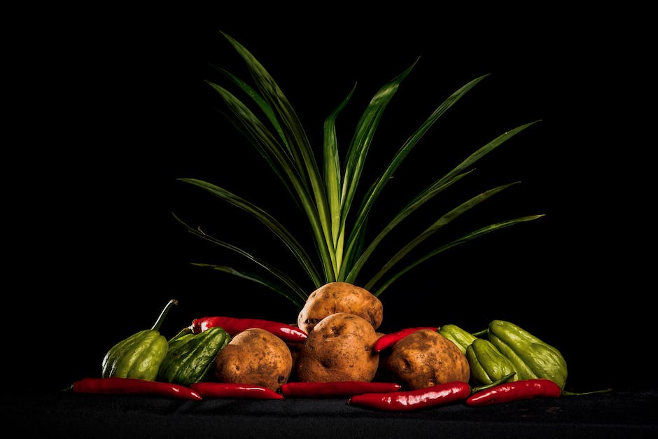 Illustration of a potato plant showing its anatomy and growth patterns