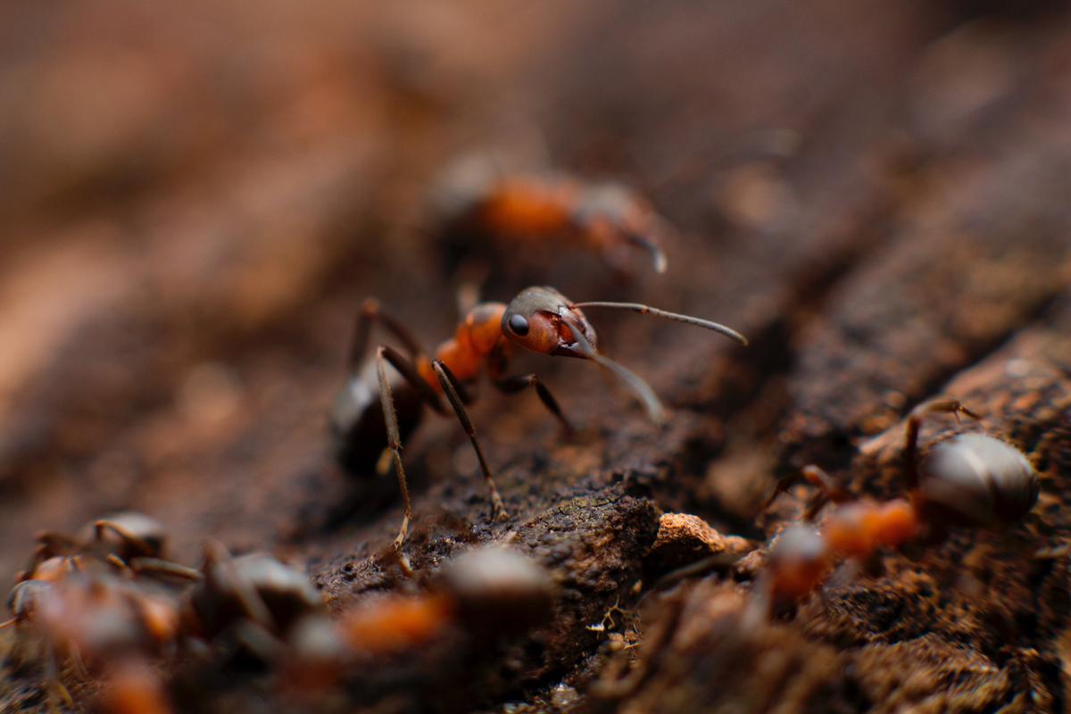 Image of different pests and diseases affecting potato plants