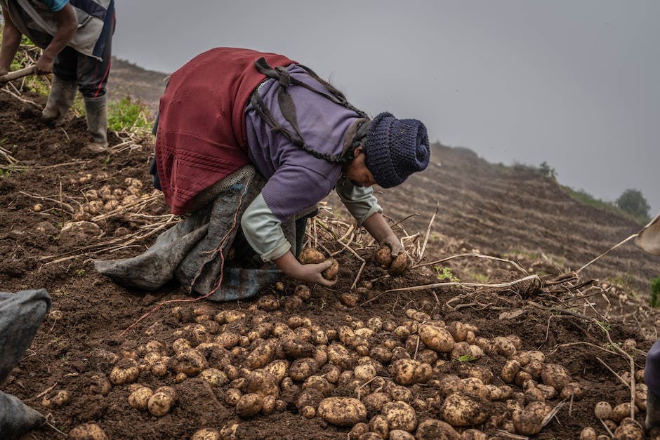 Image of hand holding harvested potatoes