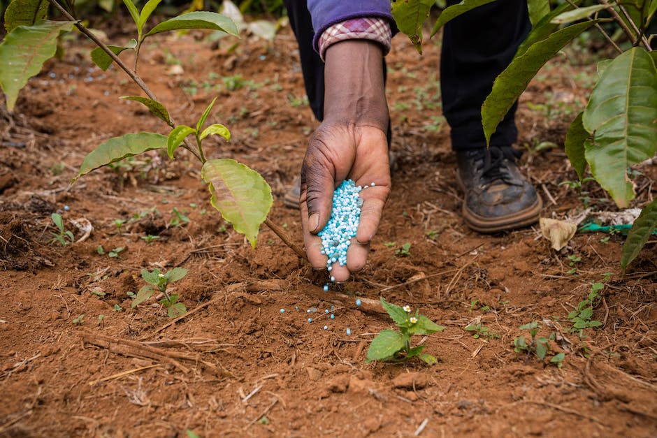 Illustration of the potential risks of improper fertilizer use on potato plants, including nutrient burn, environmental damage from run-off, and health risks for consumers.