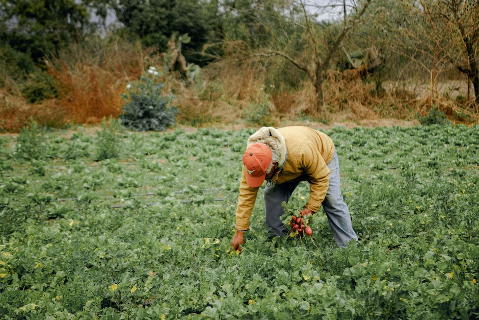 Image depicting various symptoms of small tuber problems in potato plants