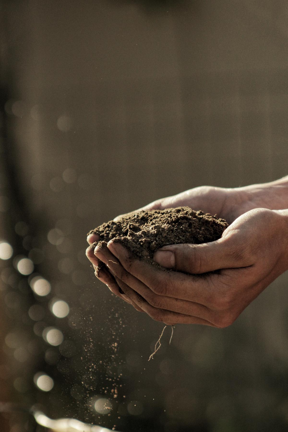 A soil pH tester being used in a garden bed with potato plants.