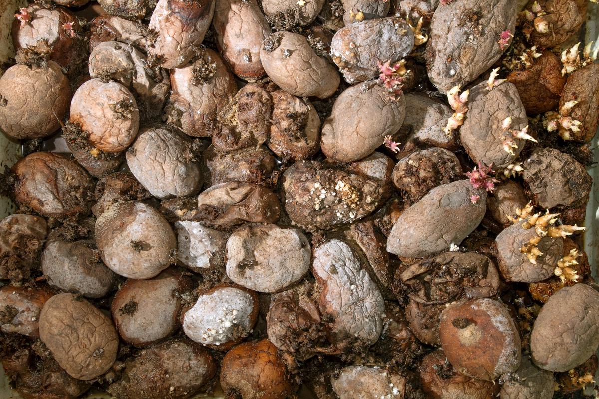 Image of yellowing potato plant leaves and unusual growths on potato plants.